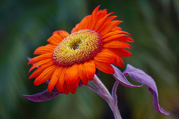 Red Sunflower w Purple Stem & Green Background