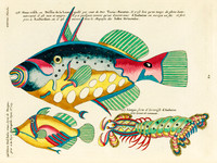 Explore - Vintage Fish & Marine Life Wall Art