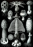 Haeckel_Basimycetes-cc