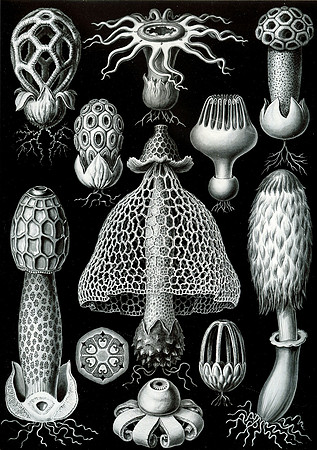 Haeckel_Basimycetes-cc