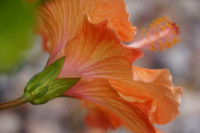 Hibiscus Blossom