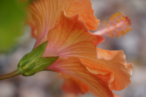 Hibiscus Blossom