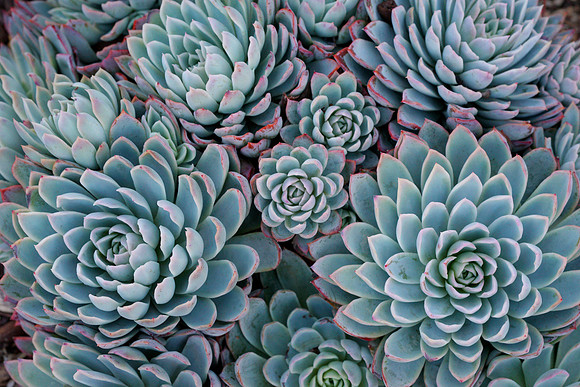 succulent plant photo