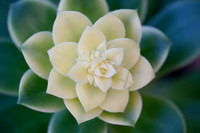 succulent plant photo
