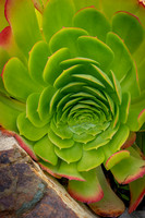 succulent plant photo