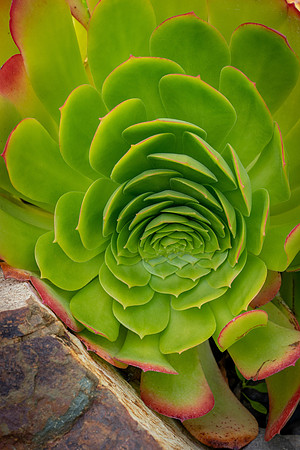 succulent plant photo
