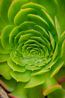 succulent plant photo
