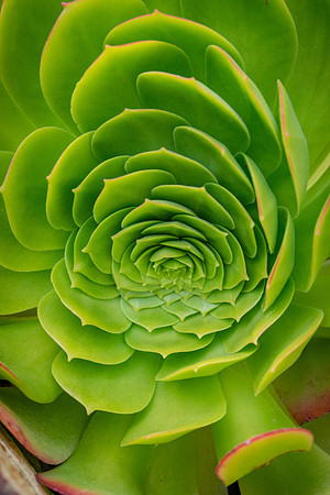 succulent plant photo