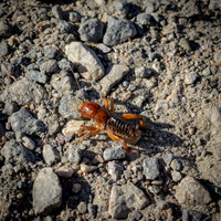 bees, bugs, birds, beetles