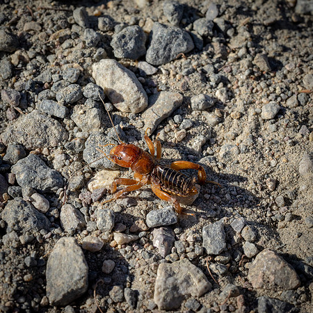 bees, bugs, birds, beetles