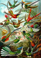 Ernst-Haeckel_Trochilidae-cc-r