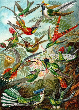 Ernst-Haeckel_Trochilidae-cc-r