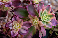 succulent plant photo
