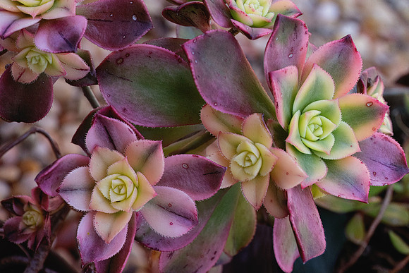 succulent plant photo