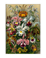 Ernst-Haeckel_Orchidae-cc-r-16x20 wht mat