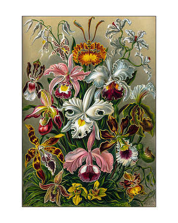 Ernst-Haeckel_Orchidae-cc-r-16x20 wht mat