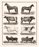 Vintage Drawings of Farm Animals