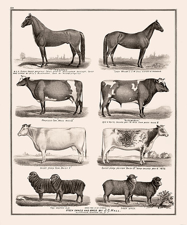 Vintage Drawings of Farm Animals