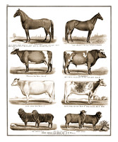 Vintage Drawings of Farm Animals-Sepia