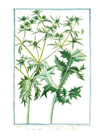Eryngium vulgare = Eryngium Campestre = Eringio volgare = Panicaut Chardon Rolland