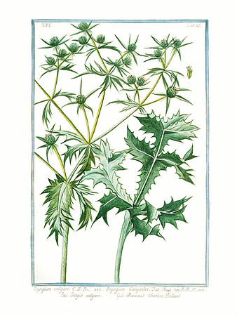 Eryngium vulgare = Eryngium Campestre = Eringio volgare = Panicaut Chardon Rolland
