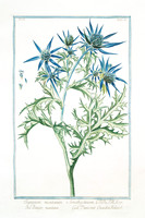 Eryngium montanum-1772