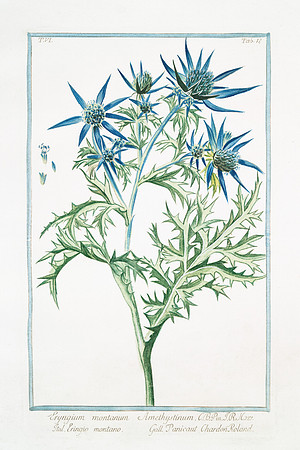 Eryngium montanum-1772