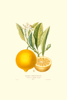 Vintage Illustration of an Orange