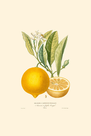 Vintage Illustration of an Orange