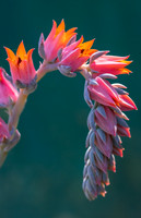 succulent plant photo