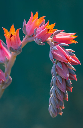 succulent plant photo