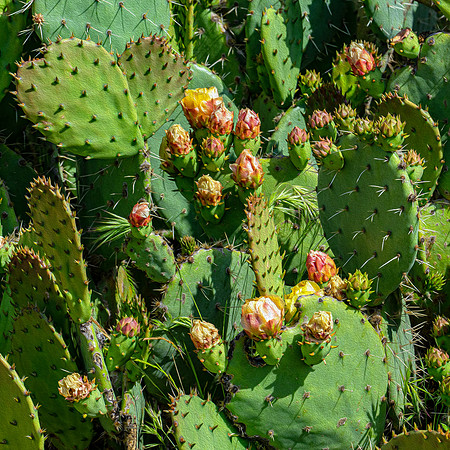 succulent plant photo
