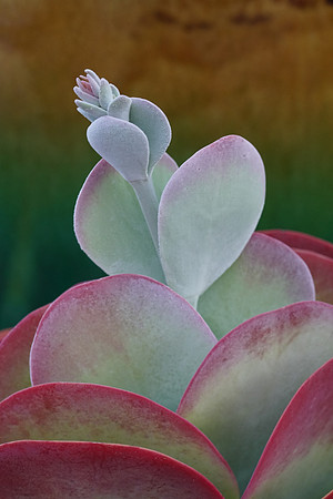 succulent plant photo