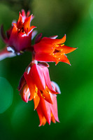 succulent plant photo