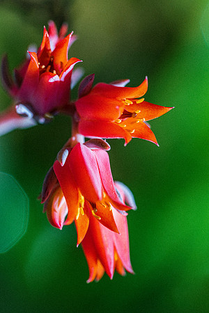 succulent plant photo