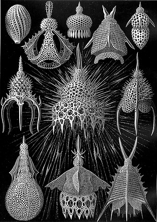 Haeckel_Cyrtoidea-cc
