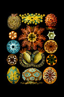 Ernst Haeckel Ascidiae on black mat
