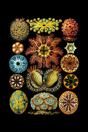 Ernst Haeckel Ascidiae on black mat