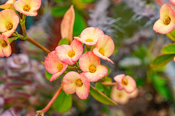succulent plant photo