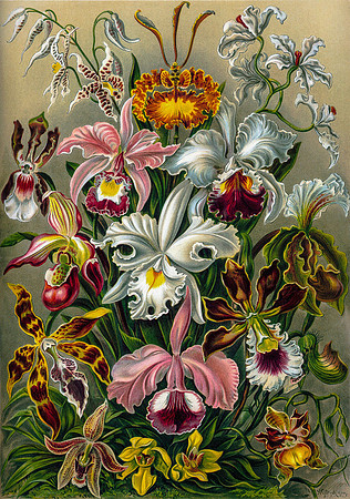 Ernst-Haeckel_Orchidae-cc-r