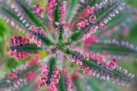 succulent plant photo