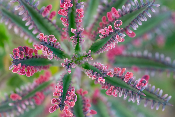 succulent plant photo
