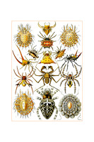 Ernst-Haeckel_Arachnida-cc-r-16x24