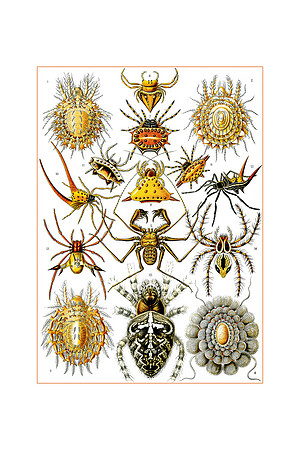 Ernst-Haeckel_Arachnida-cc-r-16x24