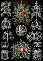 Haeckel_Stephoidea-cc