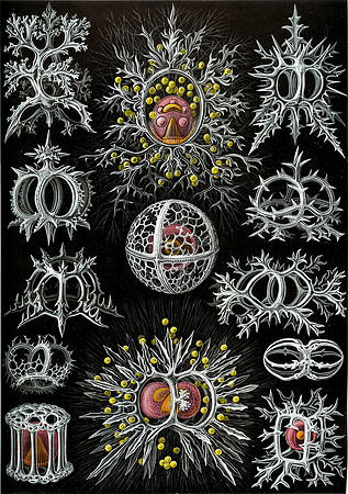 Haeckel_Stephoidea-cc