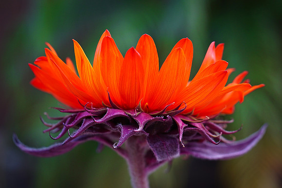 Red Sunflower w Purple Stem & Green Background