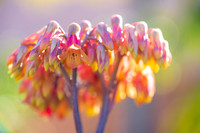 succulent plant photo