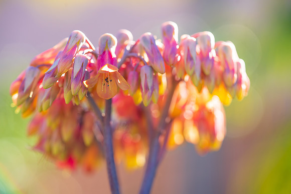 succulent plant photo