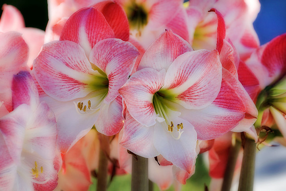Pink Amaryllis